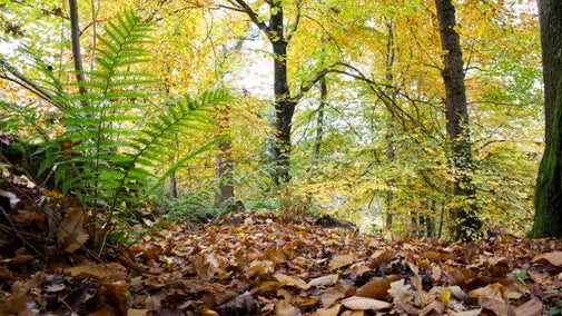 bright green fern with brown leaves covering the woodland floor and autumn leaves above